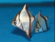 Монодактил Себая 5см (TY020)