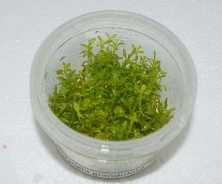 Людвигия железистая (TC 51)