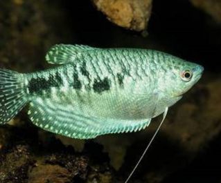 Гурами мраморный купить 6см