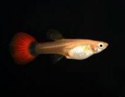 Гуппи самки красные такседо (GR041)