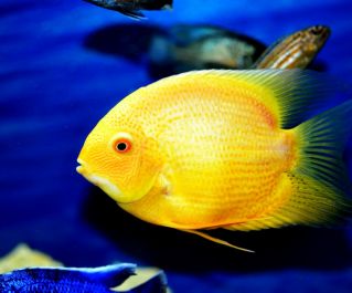 Северум золотой купить 5-6см