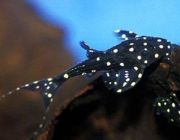 Акантикус Адонис 8-9см (PU-014)