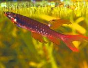 Копелла Арнольда (5см) (PU-012)