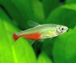 Афиохаракс рубиновый (NH029)