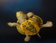 Черепаха красноухая 5 см (ATSS)