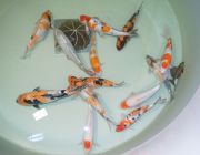 Японский карп кои 50+см. (YAK)