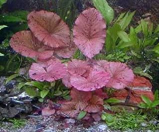 Нимфея тигровая (пучок) (В016) купить