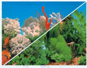 BOYU-Фон для аквариума двухсторонний 100см*25м (C041599)