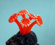 Декор из силикона 