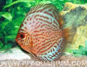 Дискус королевский голубой 5см