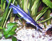 Сорубим лима (лопатоносый сом) (15-17см) (PU-104)