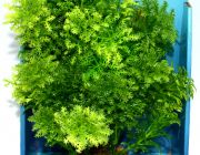 Искусственное растение 20см 