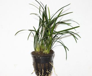 Офиопогон японский Киото (горшок) (P122) купить