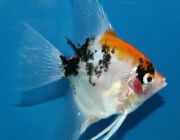 Скалярия Кои 3,5см (R-SK-K4)