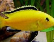 Лабидохромис елоу 6-7см