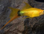 Меченосец золотой полнолуние 4см (MCH01)