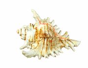 Грот для аквариума 