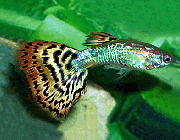 Гуппи самцы красное стекло