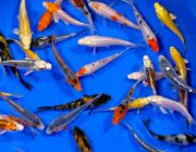 Набор карпов кои из 10 штук 8-9см