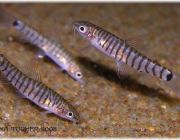 Боция карликовая полосатая 3-3,5см (SV026)