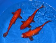 Карась красный 20-25 см. (Р-CA2025)