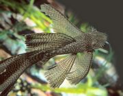 Анциструс ассорти вуалевый 5-6см (SH005А)