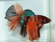 Петушок самец халф мун кои (конфета) класс А (LR020)