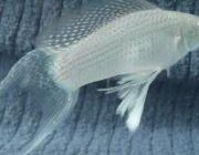 Велифера серебряная 5см