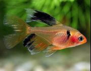 Минор вуалевый (TRD005)