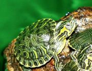Черепаха желтоухая Trachemys scripta scripta (Yellow-bellied Turtle) 5см (TSSY)
