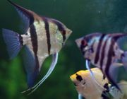 Скалярия зеленый ангел 2-3см (R-SKAL-8)