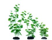 V Шелковое растение 