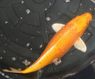 Карп кои лот 18 продажа по фотографиям с доставкой