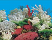 BOYU Фон для аквариума двухсторонний 40см*15м (J62/J59-40)