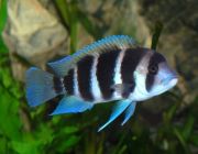 Фронтоза 7-8см. (CH0538)