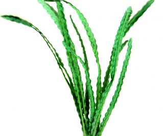 Шелковое растение 