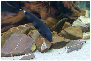 Нож черный купить 9-10 см (SV020)