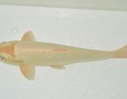 Карп кои лот 37 (ККL037)