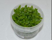 Стаурогин ползучий керала (TC 49)