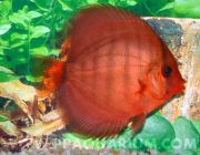 Дискус супер красно-коричневый  5см