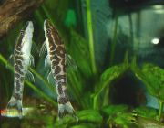 Отоцинклюс зебра 4,5см. (PUZ-001)