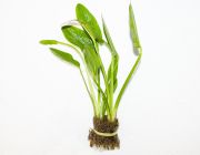 Эхинодорус сердцелистный (пучок) (B048)