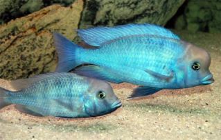 Голубой дельфин купить 8-9см