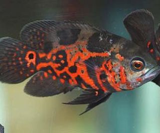 Астронотус тигровый купить 6,5см