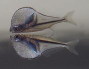 Карнегиелла Майерса