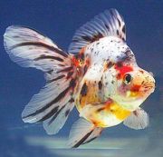 Риукин ситцевый 8-9см