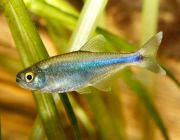 Боелка фредкоха