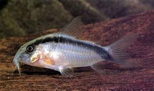 Коридорас аркуатус