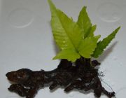 Болбитис азиатский на коряге (P262)