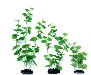 Шелковое растение 